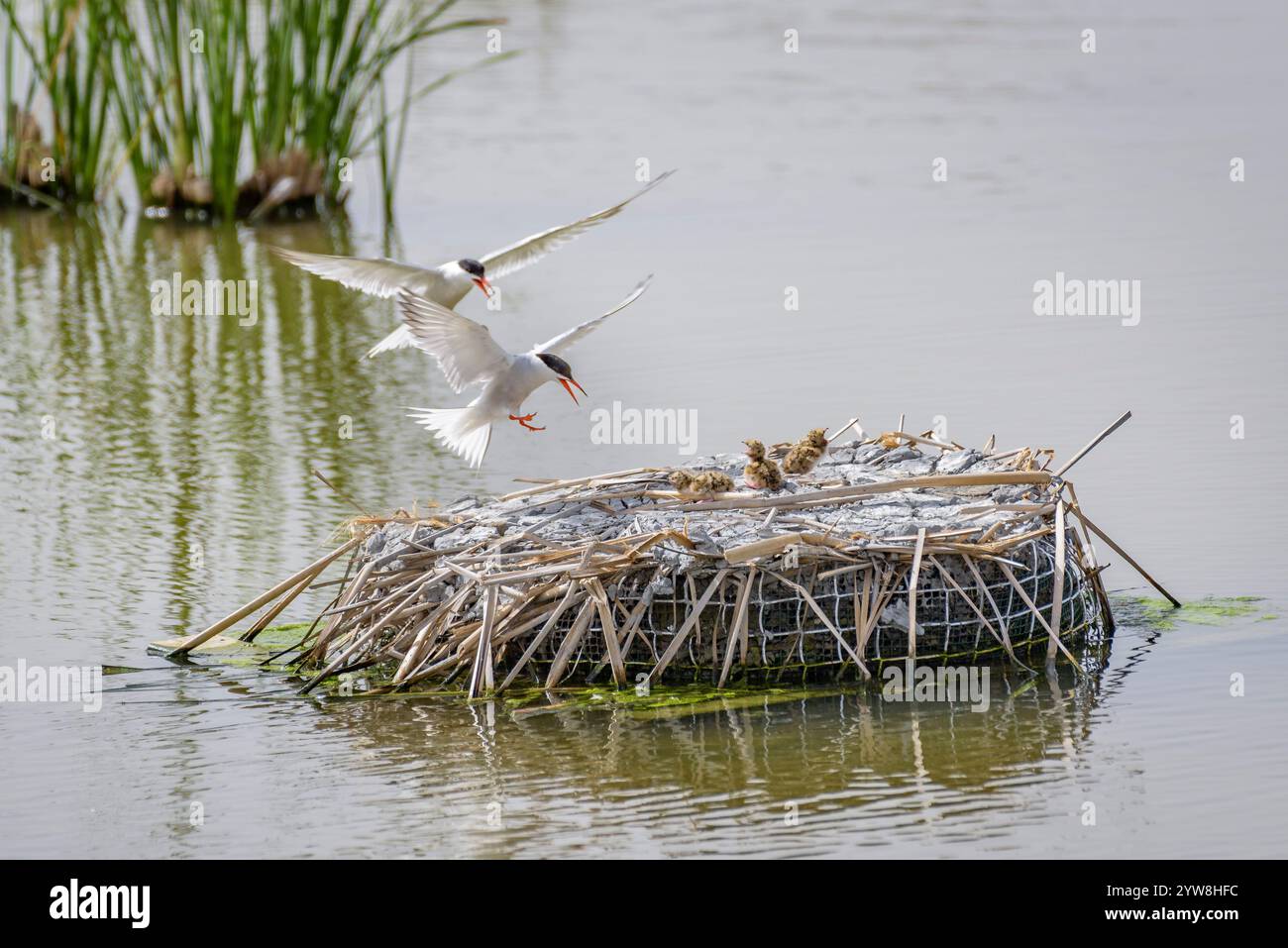 Seeschwalbe (Sterna hirundo) mit ihren jungen Küken im Frühjahr im Feuchtgebiet Riet Vell im Ebro-Delta (Montsià, Tarragona, Katalonien, Spanien) Stockfoto