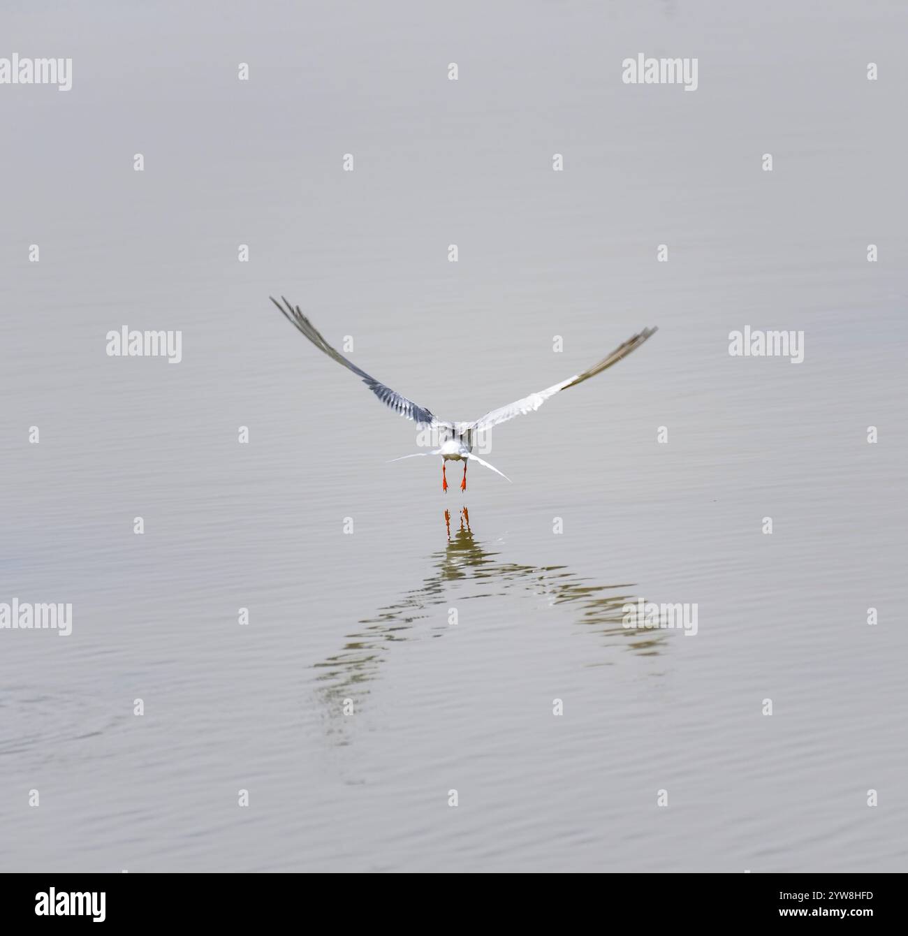 Seeschwalben (Sterna hirundo) im Feuchtgebiet Riet Vell, an einem bewölkten Frühlingstag im Ebro-Delta (Montsià, Tarragona, Katalonien, Spanien) Stockfoto