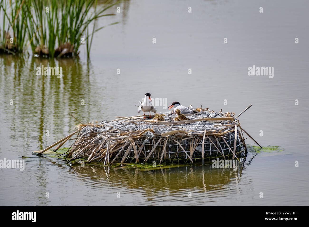 Seeschwalbe (Sterna hirundo) mit ihren jungen Küken im Frühjahr im Feuchtgebiet Riet Vell im Ebro-Delta (Montsià, Tarragona, Katalonien, Spanien) Stockfoto