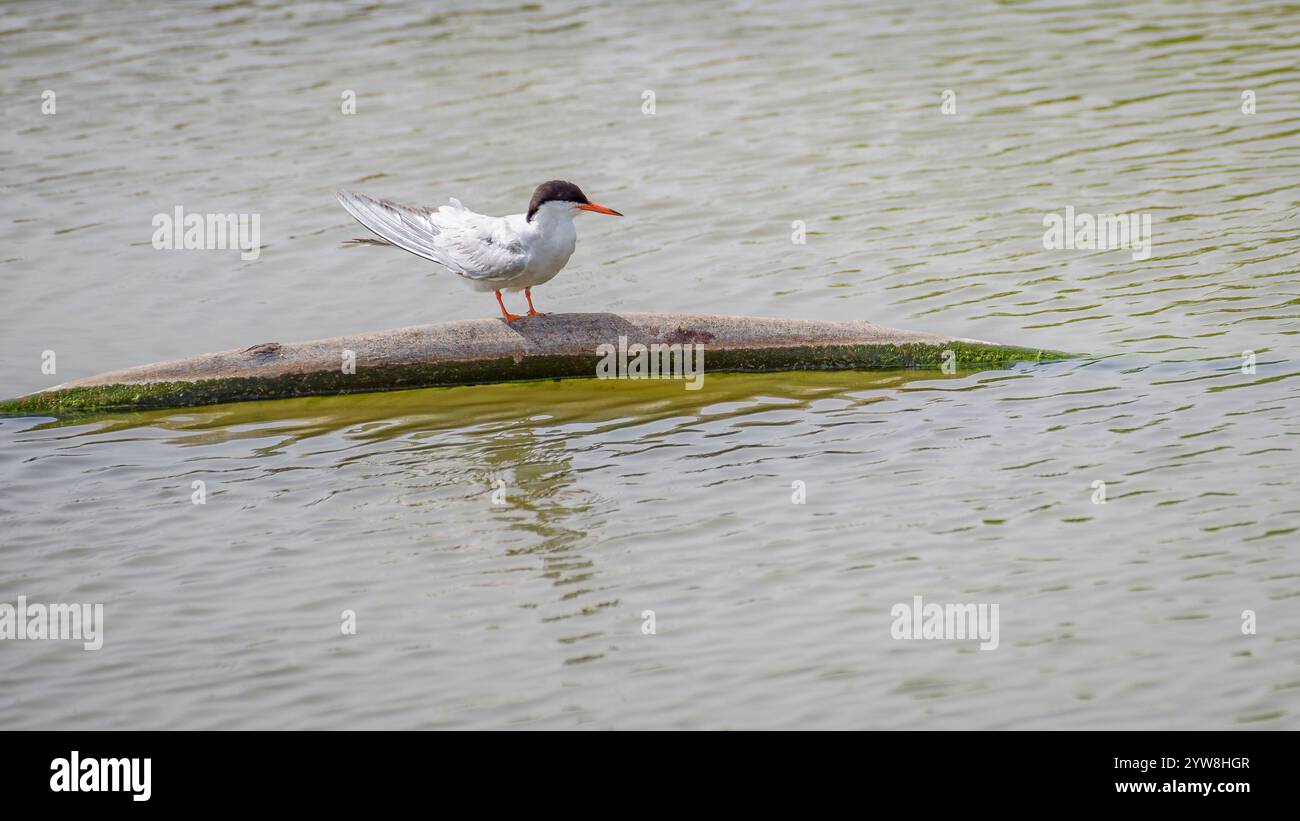 Seeschwalben (Sterna hirundo) im Feuchtgebiet Riet Vell, an einem bewölkten Frühlingstag im Ebro-Delta (Montsià, Tarragona, Katalonien, Spanien) Stockfoto