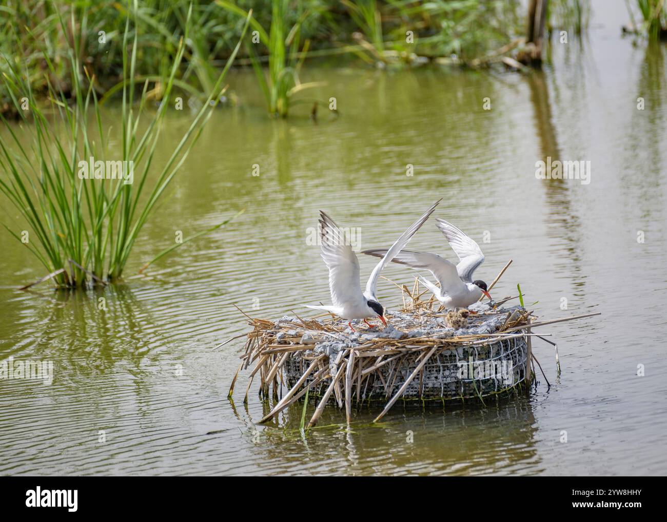 Seeschwalbe (Sterna hirundo) mit ihren jungen Küken im Frühjahr im Feuchtgebiet Riet Vell im Ebro-Delta (Montsià, Tarragona, Katalonien, Spanien) Stockfoto