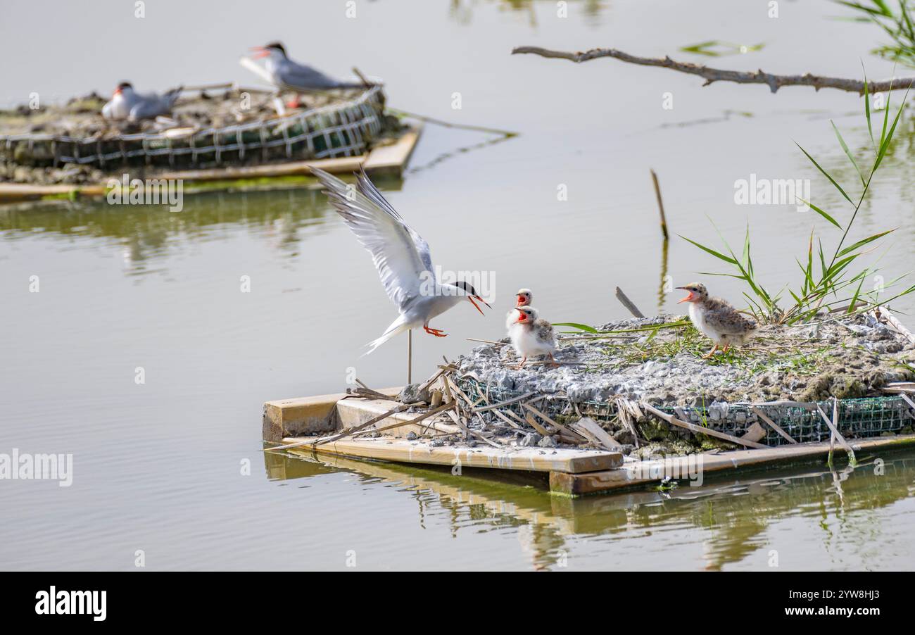 Seeschwalbe (Sterna hirundo) mit ihren jungen Küken im Frühjahr im Feuchtgebiet Riet Vell im Ebro-Delta (Montsià, Tarragona, Katalonien, Spanien) Stockfoto