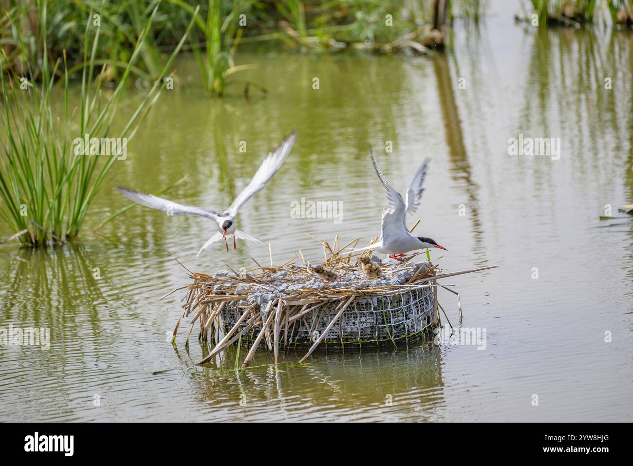 Seeschwalbe (Sterna hirundo) mit ihren jungen Küken im Frühjahr im Feuchtgebiet Riet Vell im Ebro-Delta (Montsià, Tarragona, Katalonien, Spanien) Stockfoto