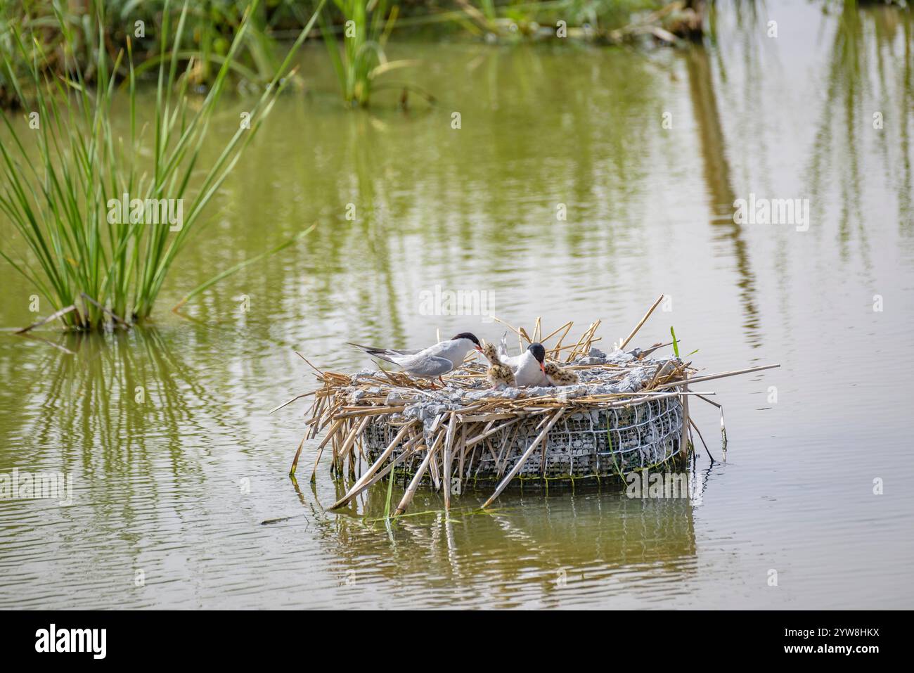 Seeschwalbe (Sterna hirundo) mit ihren jungen Küken im Frühjahr im Feuchtgebiet Riet Vell im Ebro-Delta (Montsià, Tarragona, Katalonien, Spanien) Stockfoto