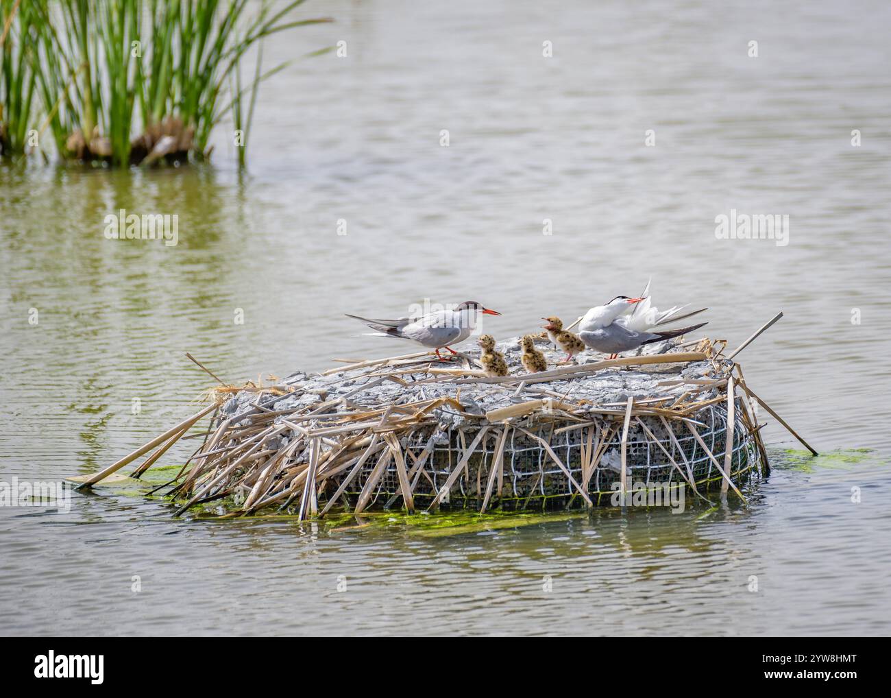 Seeschwalbe (Sterna hirundo) mit ihren jungen Küken im Frühjahr im Feuchtgebiet Riet Vell im Ebro-Delta (Montsià, Tarragona, Katalonien, Spanien) Stockfoto