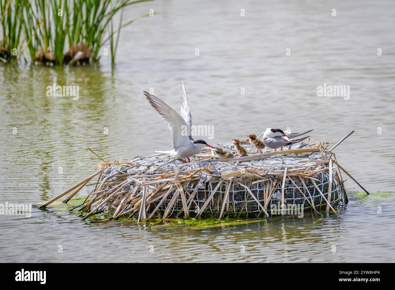 Seeschwalbe (Sterna hirundo) mit ihren jungen Küken im Frühjahr im Feuchtgebiet Riet Vell im Ebro-Delta (Montsià, Tarragona, Katalonien, Spanien) Stockfoto