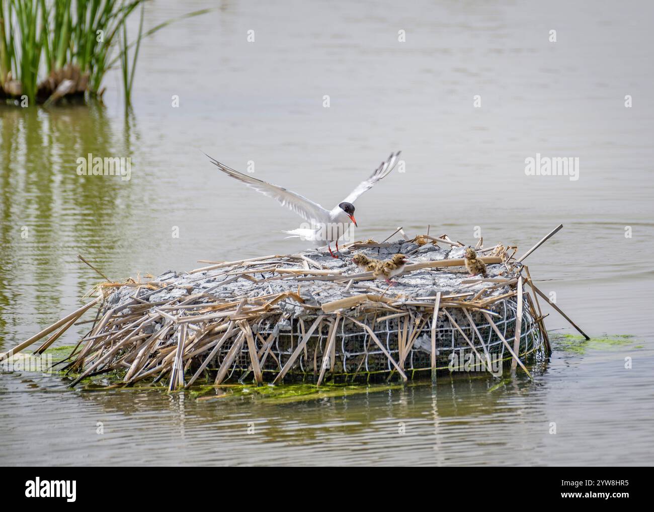 Seeschwalbe (Sterna hirundo) mit ihren jungen Küken im Frühjahr im Feuchtgebiet Riet Vell im Ebro-Delta (Montsià, Tarragona, Katalonien, Spanien) Stockfoto