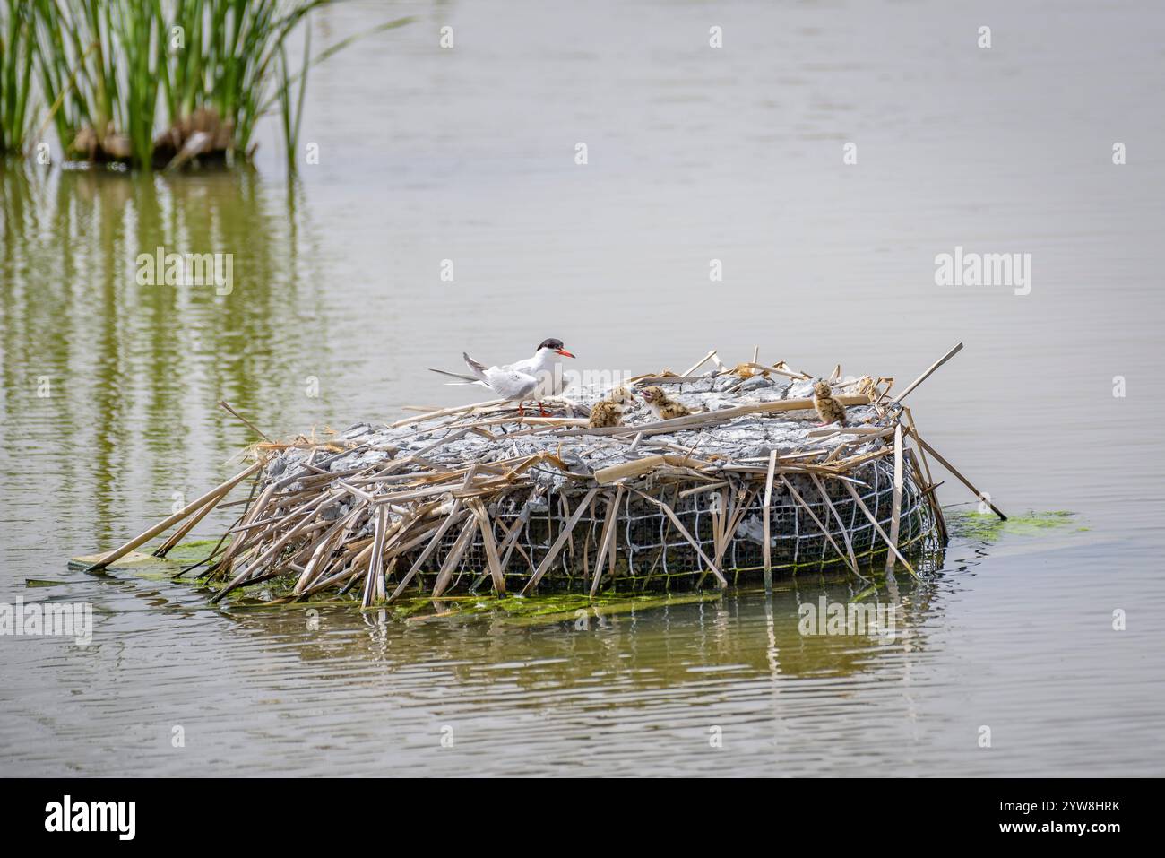 Seeschwalbe (Sterna hirundo) mit ihren jungen Küken im Frühjahr im Feuchtgebiet Riet Vell im Ebro-Delta (Montsià, Tarragona, Katalonien, Spanien) Stockfoto