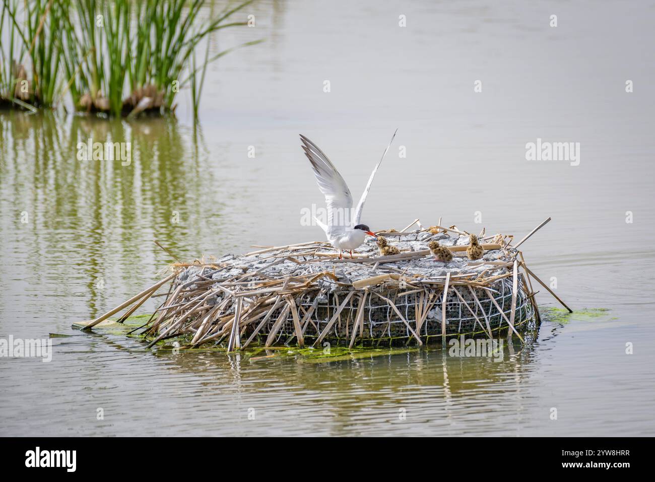 Seeschwalbe (Sterna hirundo) mit ihren jungen Küken im Frühjahr im Feuchtgebiet Riet Vell im Ebro-Delta (Montsià, Tarragona, Katalonien, Spanien) Stockfoto