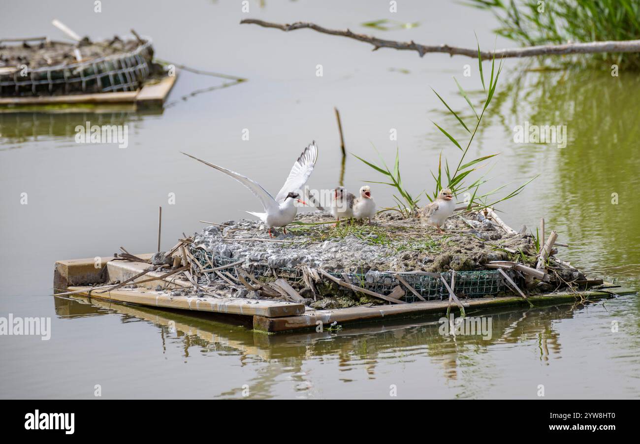 Seeschwalbe (Sterna hirundo) mit ihren jungen Küken im Frühjahr im Feuchtgebiet Riet Vell im Ebro-Delta (Montsià, Tarragona, Katalonien, Spanien) Stockfoto