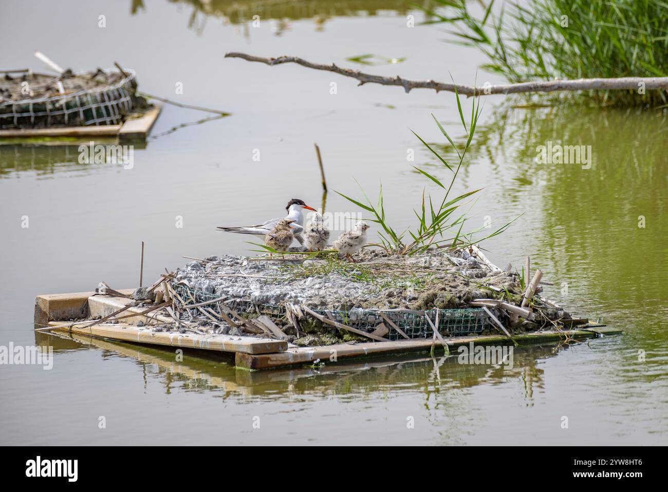 Seeschwalbe (Sterna hirundo) mit ihren jungen Küken im Frühjahr im Feuchtgebiet Riet Vell im Ebro-Delta (Montsià, Tarragona, Katalonien, Spanien) Stockfoto