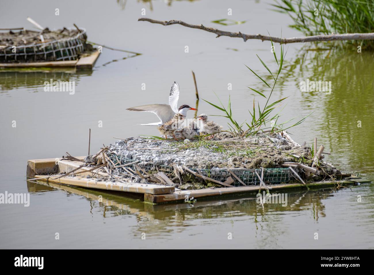 Seeschwalbe (Sterna hirundo) mit ihren jungen Küken im Frühjahr im Feuchtgebiet Riet Vell im Ebro-Delta (Montsià, Tarragona, Katalonien, Spanien) Stockfoto