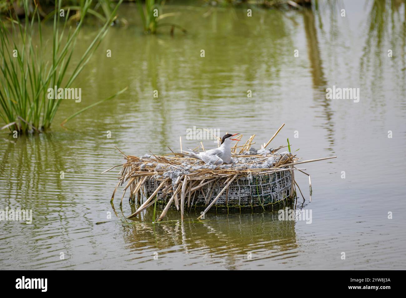 Seeschwalbe (Sterna hirundo) mit ihren jungen Küken im Frühjahr im Feuchtgebiet Riet Vell im Ebro-Delta (Montsià, Tarragona, Katalonien, Spanien) Stockfoto