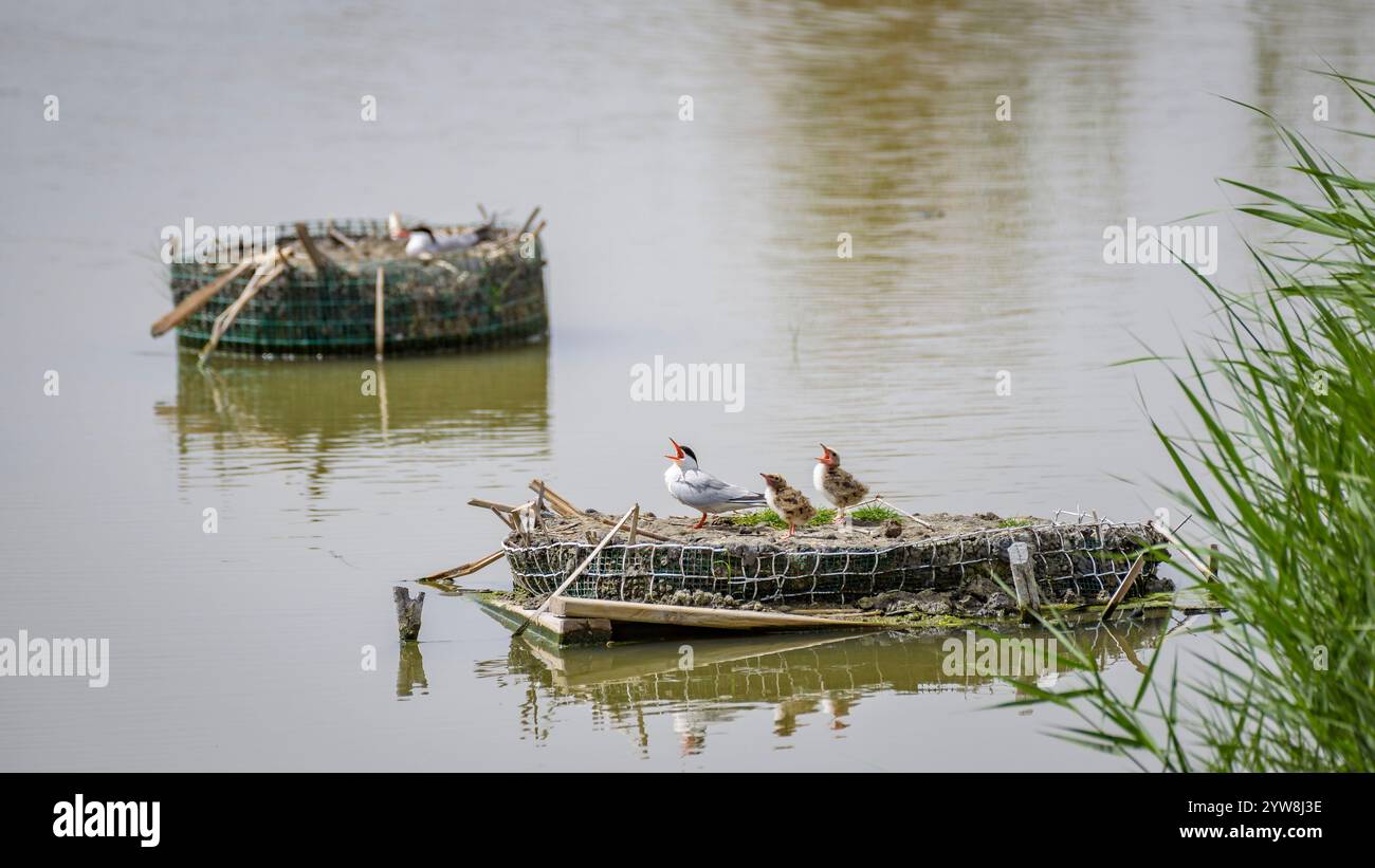 Seeschwalbe (Sterna hirundo) mit ihren jungen Küken im Frühjahr im Feuchtgebiet Riet Vell im Ebro-Delta (Montsià, Tarragona, Katalonien, Spanien) Stockfoto