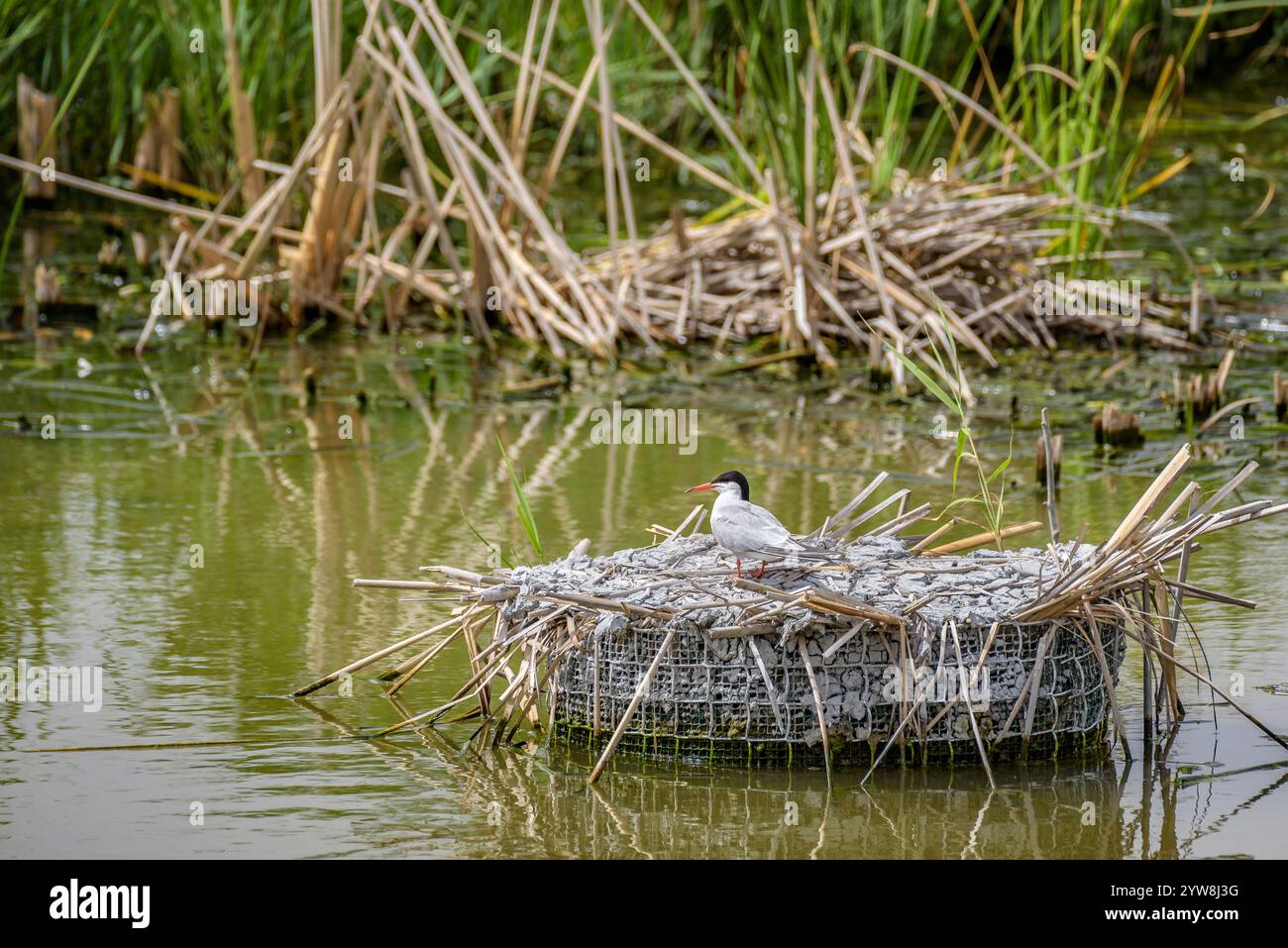 Seeschwalben (Sterna hirundo) im Feuchtgebiet Riet Vell, an einem bewölkten Frühlingstag im Ebro-Delta (Montsià, Tarragona, Katalonien, Spanien) Stockfoto