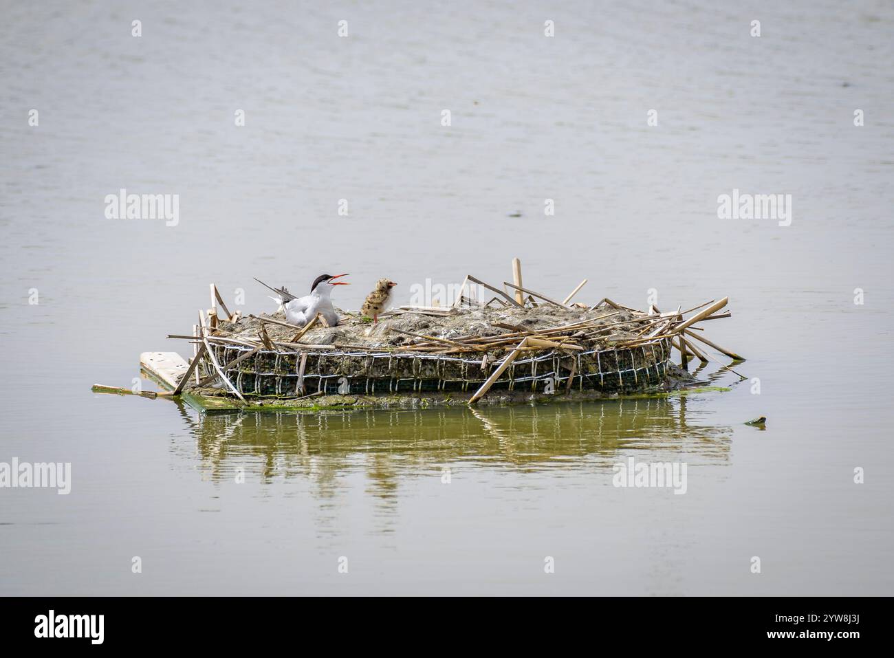 Seeschwalbe (Sterna hirundo) mit ihren jungen Küken im Frühjahr im Feuchtgebiet Riet Vell im Ebro-Delta (Montsià, Tarragona, Katalonien, Spanien) Stockfoto