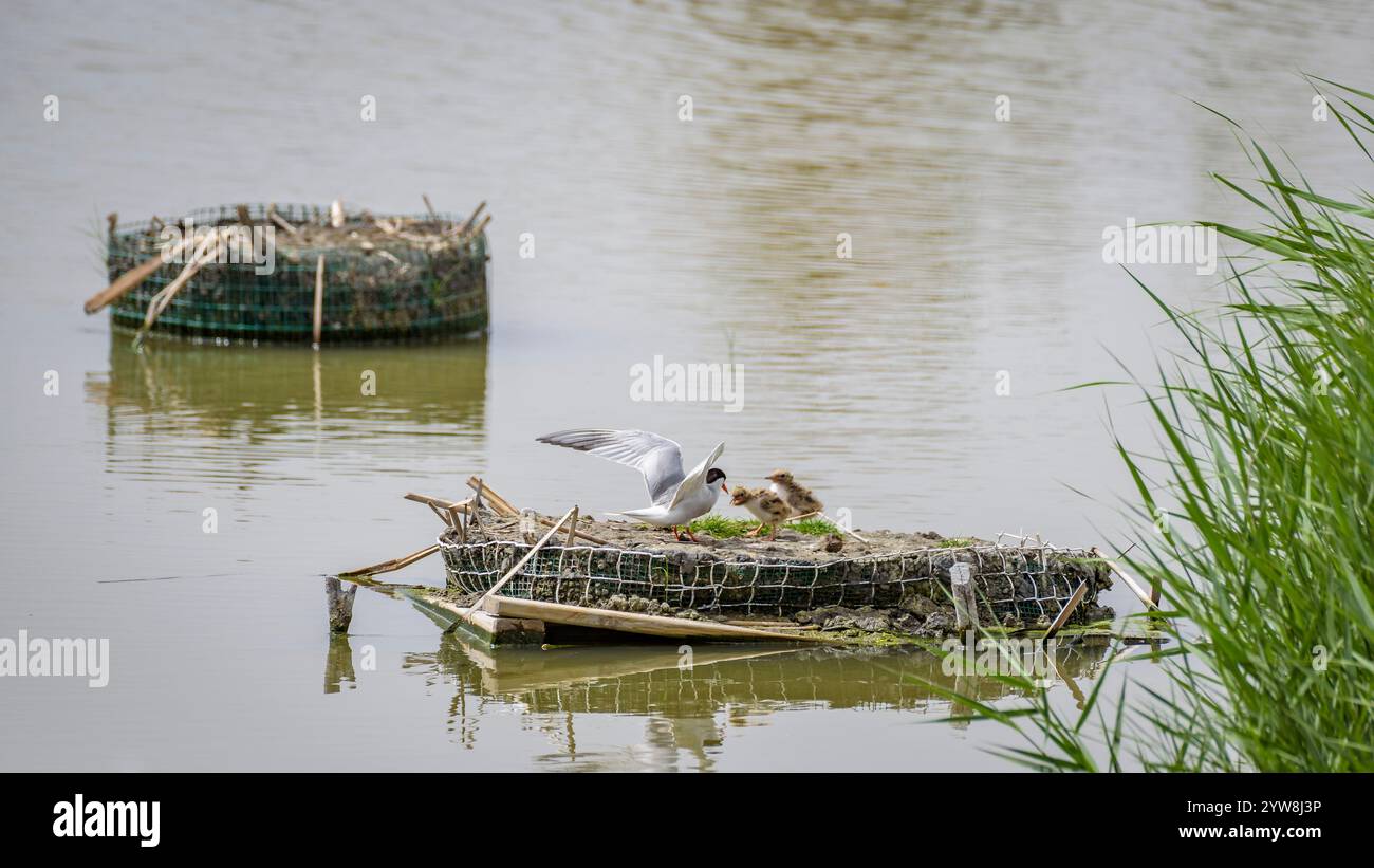 Seeschwalbe (Sterna hirundo) mit ihren jungen Küken im Frühjahr im Feuchtgebiet Riet Vell im Ebro-Delta (Montsià, Tarragona, Katalonien, Spanien) Stockfoto