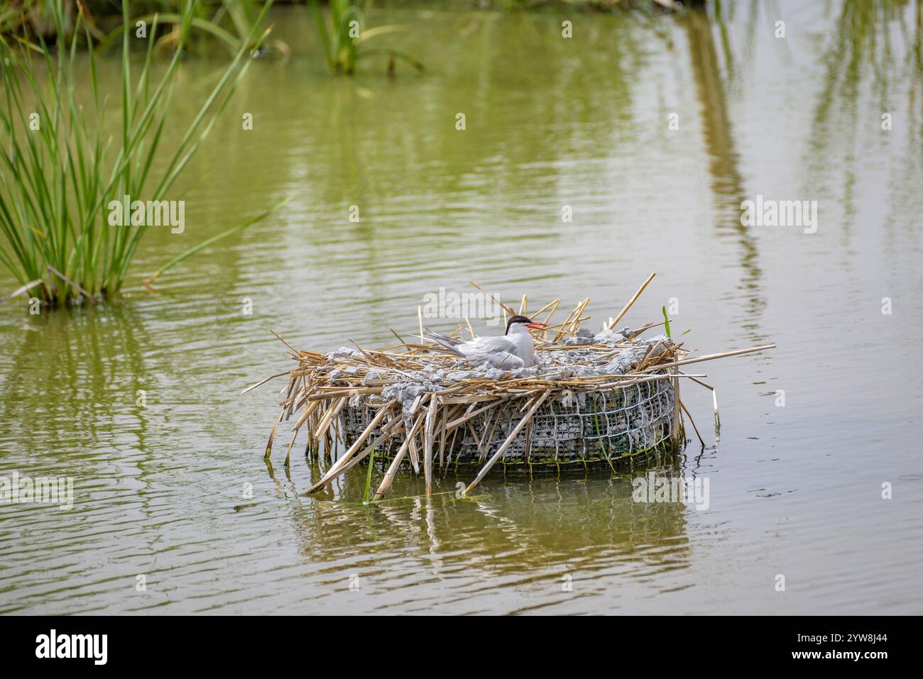 Seeschwalbe (Sterna hirundo) mit ihren jungen Küken im Frühjahr im Feuchtgebiet Riet Vell im Ebro-Delta (Montsià, Tarragona, Katalonien, Spanien) Stockfoto
