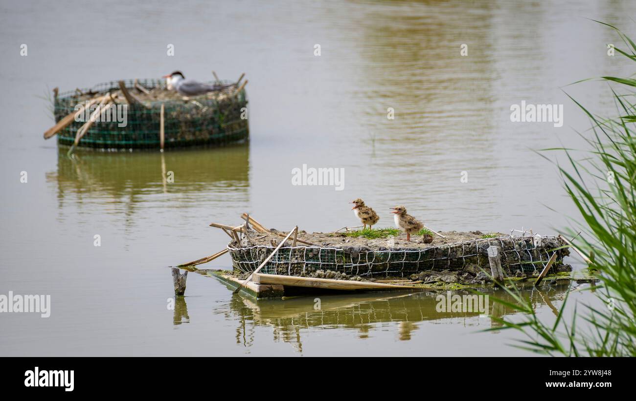 Seeschwalbe (Sterna hirundo) mit ihren jungen Küken im Frühjahr im Feuchtgebiet Riet Vell im Ebro-Delta (Montsià, Tarragona, Katalonien, Spanien) Stockfoto