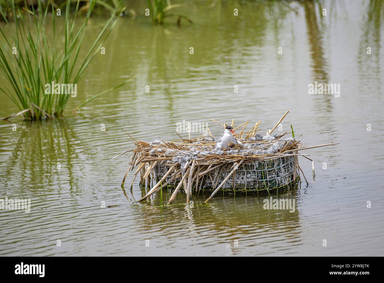 Seeschwalbe (Sterna hirundo) mit ihren jungen Küken im Frühjahr im Feuchtgebiet Riet Vell im Ebro-Delta (Montsià, Tarragona, Katalonien, Spanien) Stockfoto