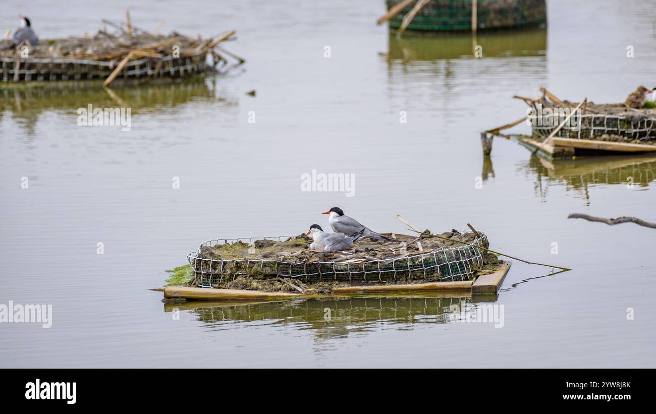 Seeschwalbe (Sterna hirundo) mit ihren jungen Küken im Frühjahr im Feuchtgebiet Riet Vell im Ebro-Delta (Montsià, Tarragona, Katalonien, Spanien) Stockfoto