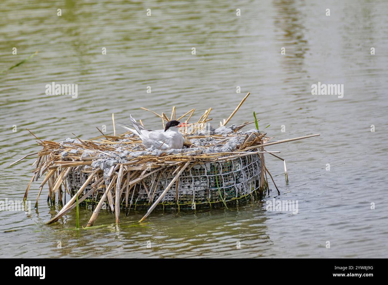 Seeschwalbe (Sterna hirundo) mit ihren jungen Küken im Frühjahr im Feuchtgebiet Riet Vell im Ebro-Delta (Montsià, Tarragona, Katalonien, Spanien) Stockfoto
