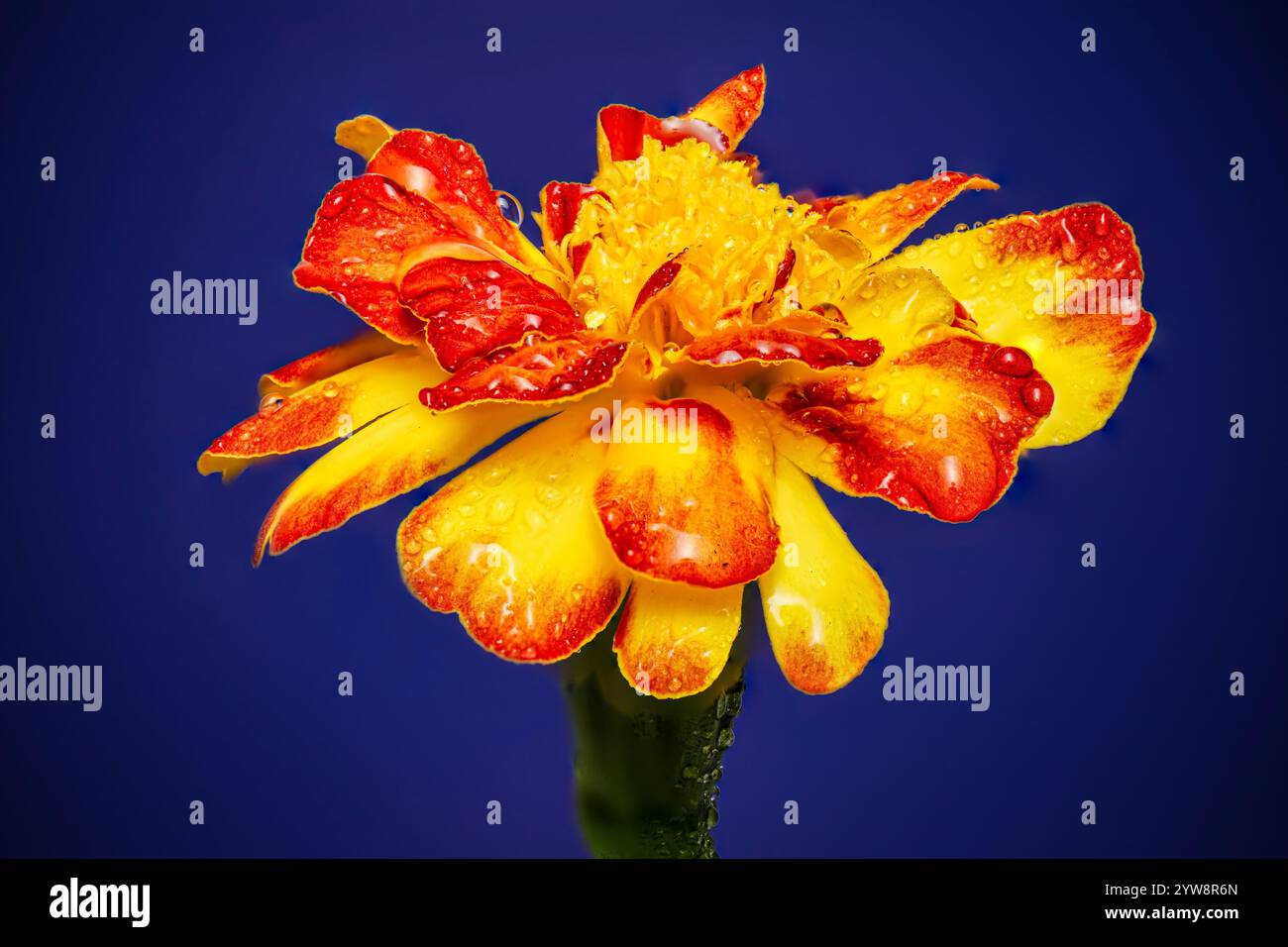 Die aztekische Ringelblume, auch bekannt als mexikanische Ringelblume, große Ringelblume, Cempaxochitl oder Cempasuchil, ist eine lebendige und vielseitige blühende Pflanze, die heimisch ist Stockfoto