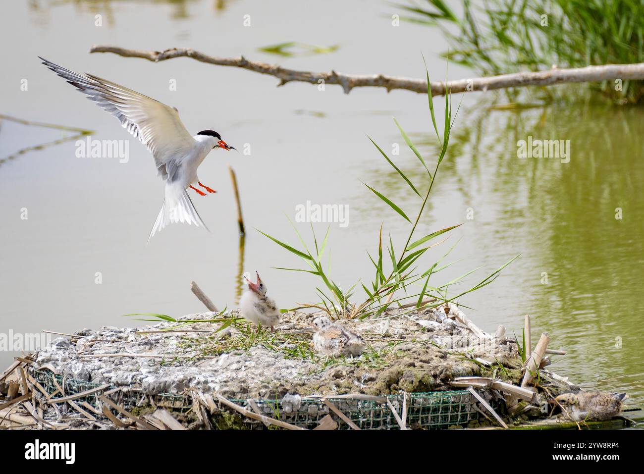Seeschwalbe (Sterna hirundo) mit ihren jungen Küken im Frühjahr im Feuchtgebiet Riet Vell im Ebro-Delta (Montsià, Tarragona, Katalonien, Spanien) Stockfoto