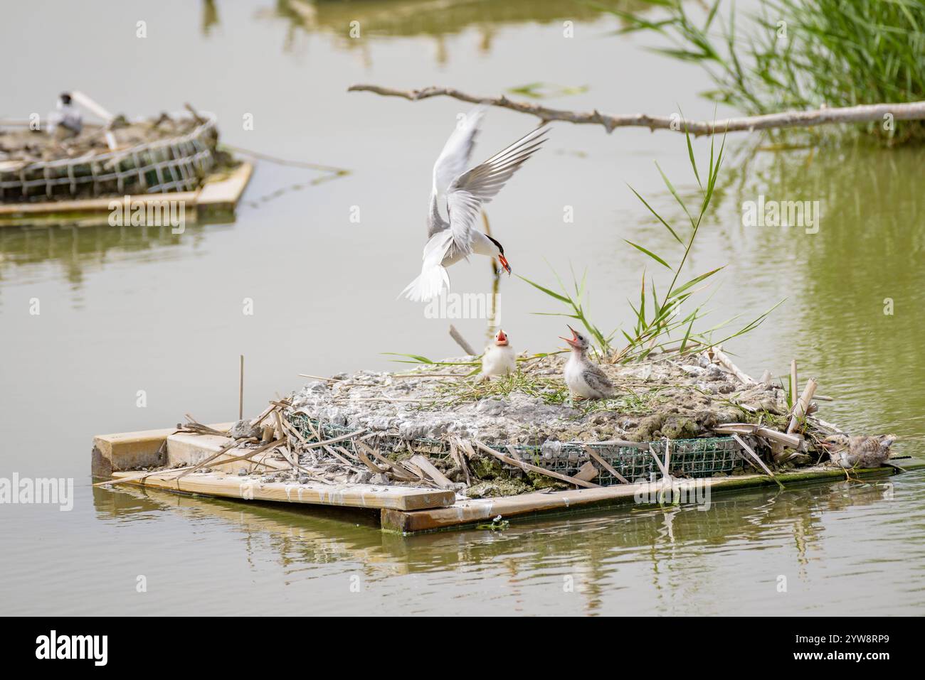 Seeschwalbe (Sterna hirundo) mit ihren jungen Küken im Frühjahr im Feuchtgebiet Riet Vell im Ebro-Delta (Montsià, Tarragona, Katalonien, Spanien) Stockfoto