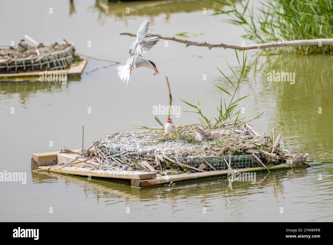 Seeschwalbe (Sterna hirundo) mit ihren jungen Küken im Frühjahr im Feuchtgebiet Riet Vell im Ebro-Delta (Montsià, Tarragona, Katalonien, Spanien) Stockfoto