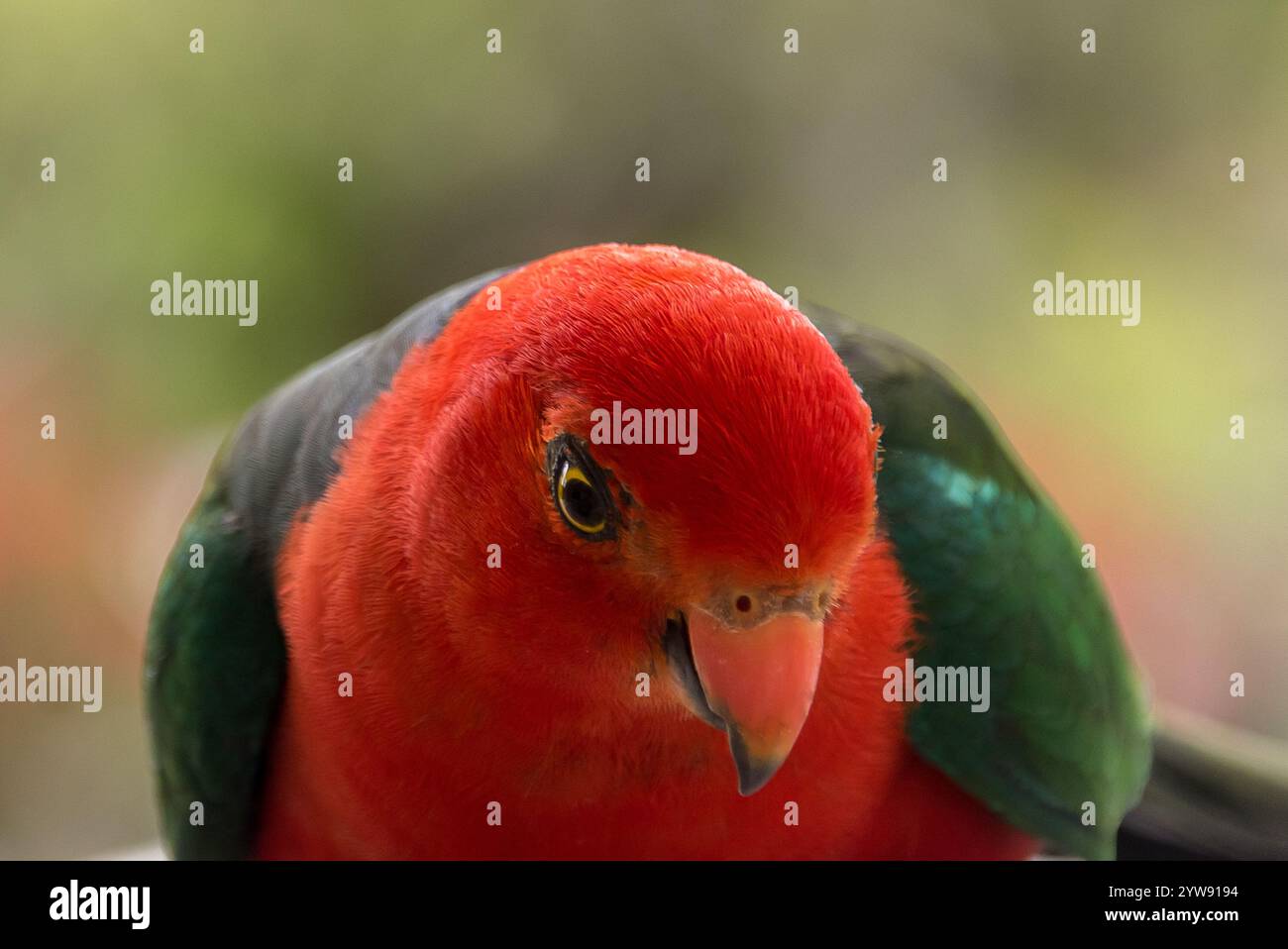 Kopf und Schultern des wilden männlichen australischen King Parrot, Alisterus scapularis. Hellrote und grüne Federn, gelbes Auge, orangefarbener Schein. Kopierbereich. Stockfoto