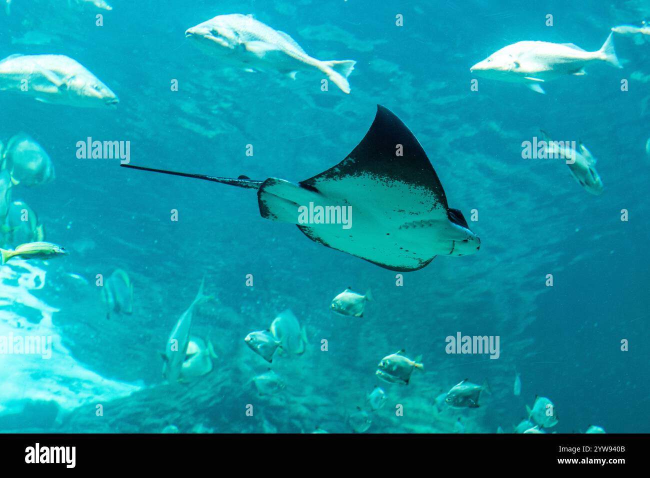 Ein verspielter Stachelrochen im 2-Ozeane-Aquarium von Kapstadt Stockfoto