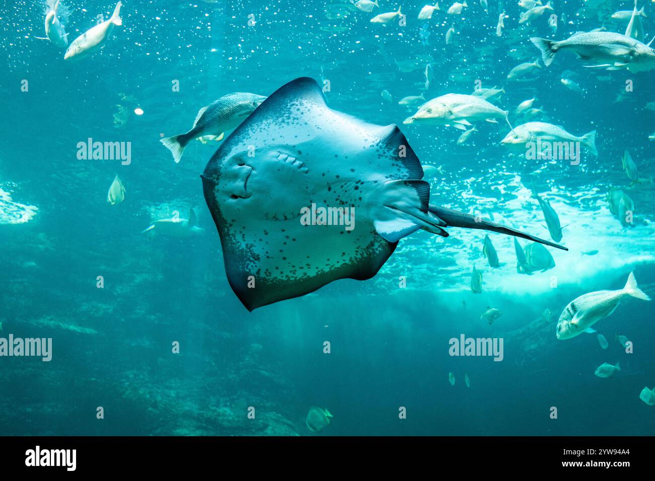 Ein verspielter Stachelrochen im 2-Ozeane-Aquarium von Kapstadt Stockfoto