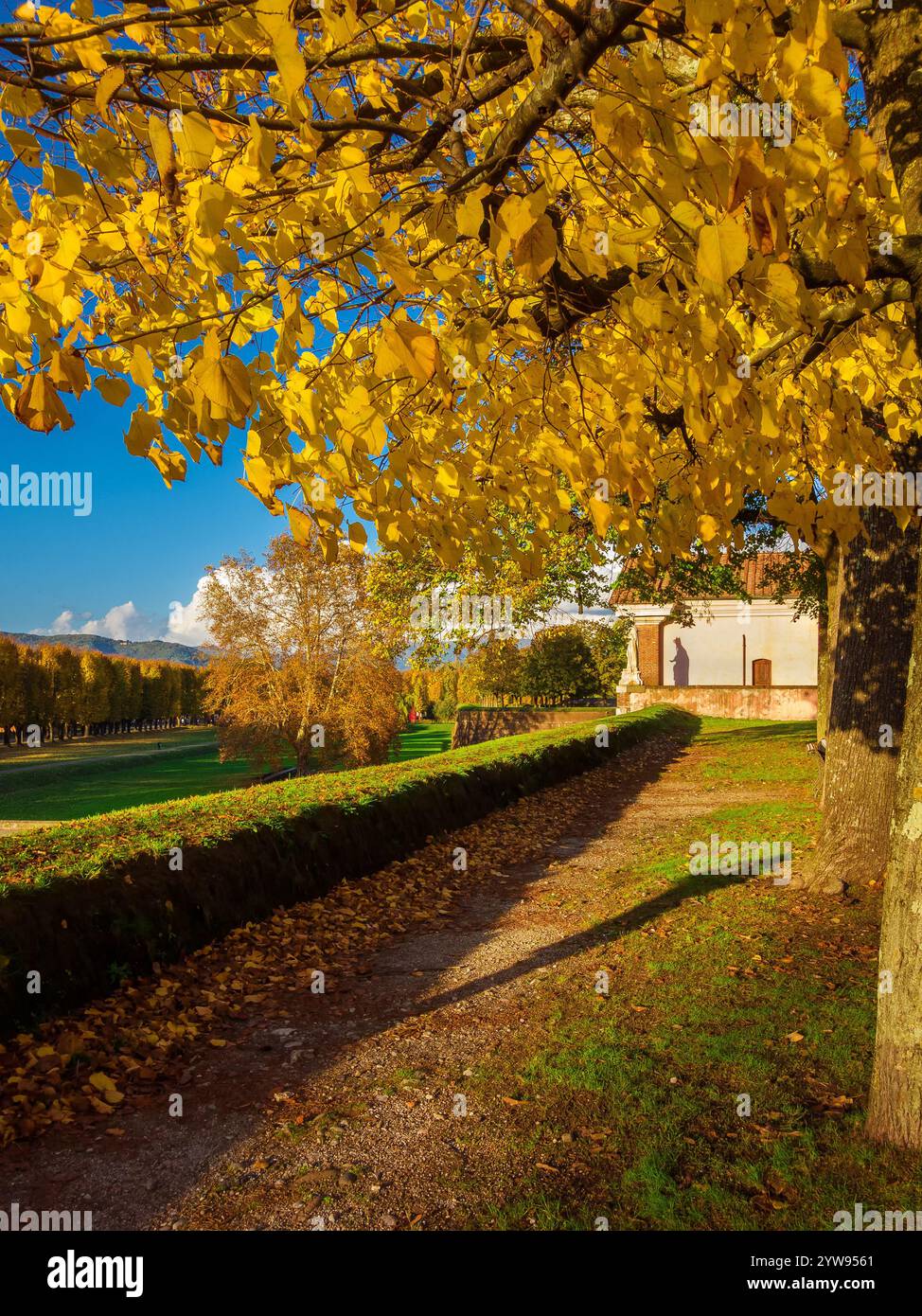Herbstblick auf die alten Mauern von Lucca, öffentlicher Park am St. Donato Gate mit lindengelben Blättern Stockfoto Herbstblick auf die alten Mauern von Lucca, öffentlicher Park am St. Donato Gate mit lindengelben Blättern Stockfoto