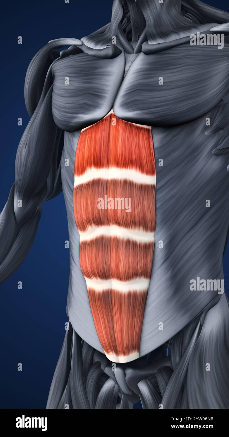 Anatomie der hervorgehobenen Bauchmuskelabschnitte Stockfoto