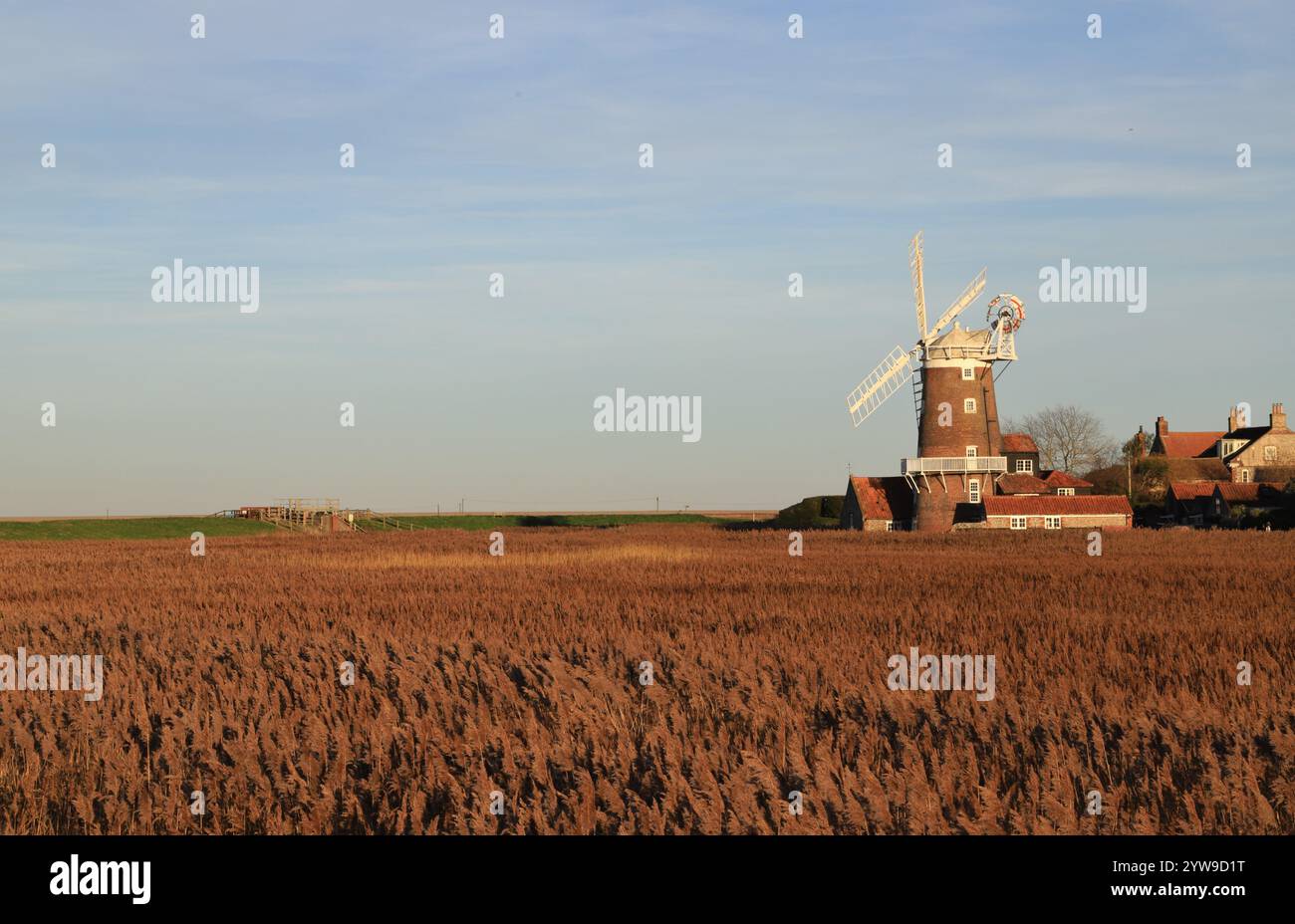 Ein Blick über Schilfbetten im Winter in Richtung der Windmühle an der Küste von North Norfolk bei Cley Next the Sea, Norfolk, England, Großbritannien. Stockfoto