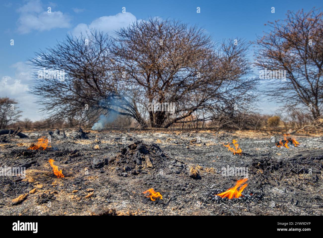 Entwaldung Umweltschäden Rodung Wald für Landwirtschaft, brennendes Land, Feuer, Flammen und Asche auf dem Boden, afrikanischer Busch mit Akazien, issu Stockfoto