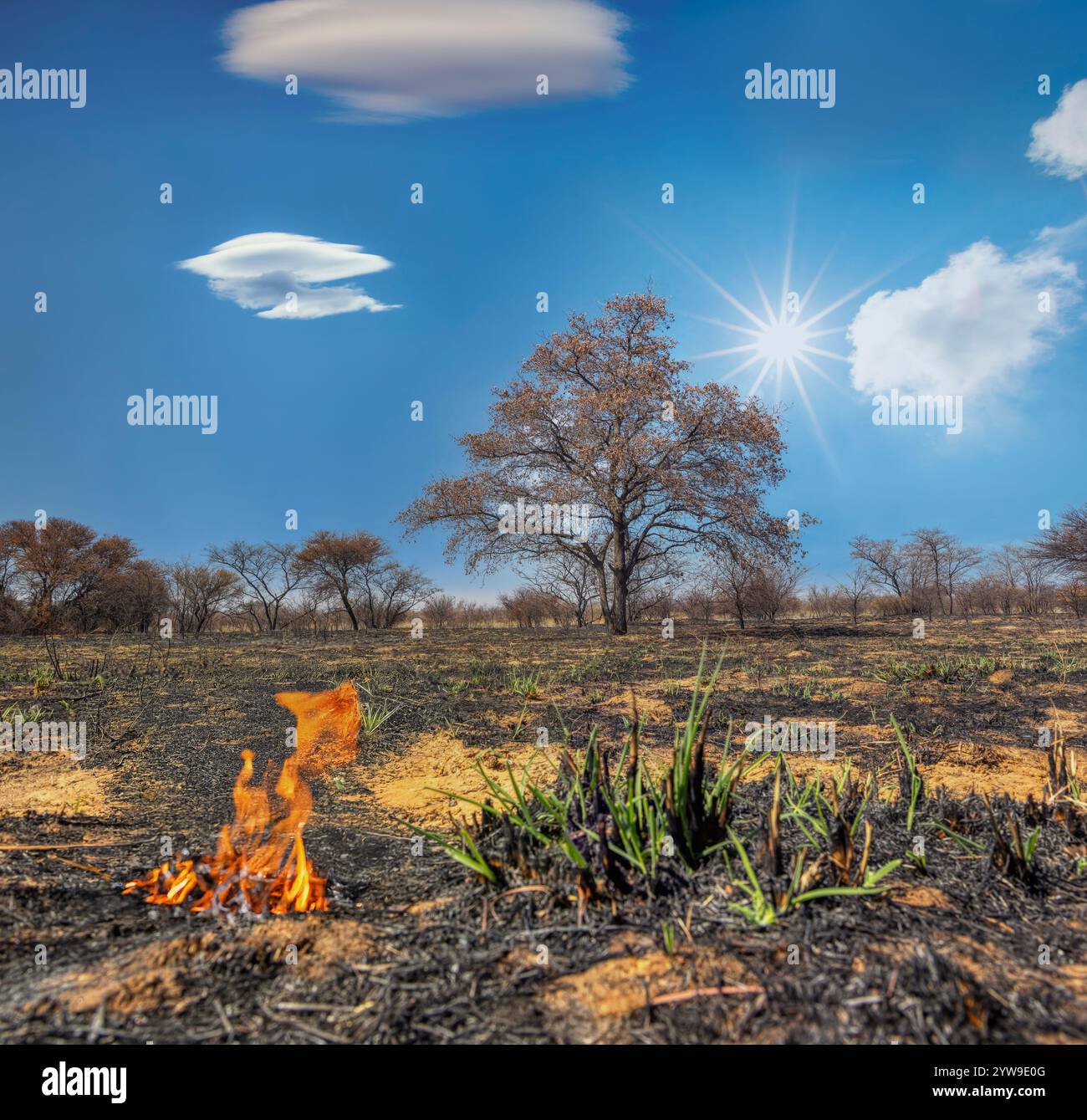 Entwaldung Umweltschäden Rodung Wald für Landwirtschaft, brennendes Land, Feuer, Flammen und Asche auf dem Boden, afrikanischer Busch mit Akazien, issu Stockfoto