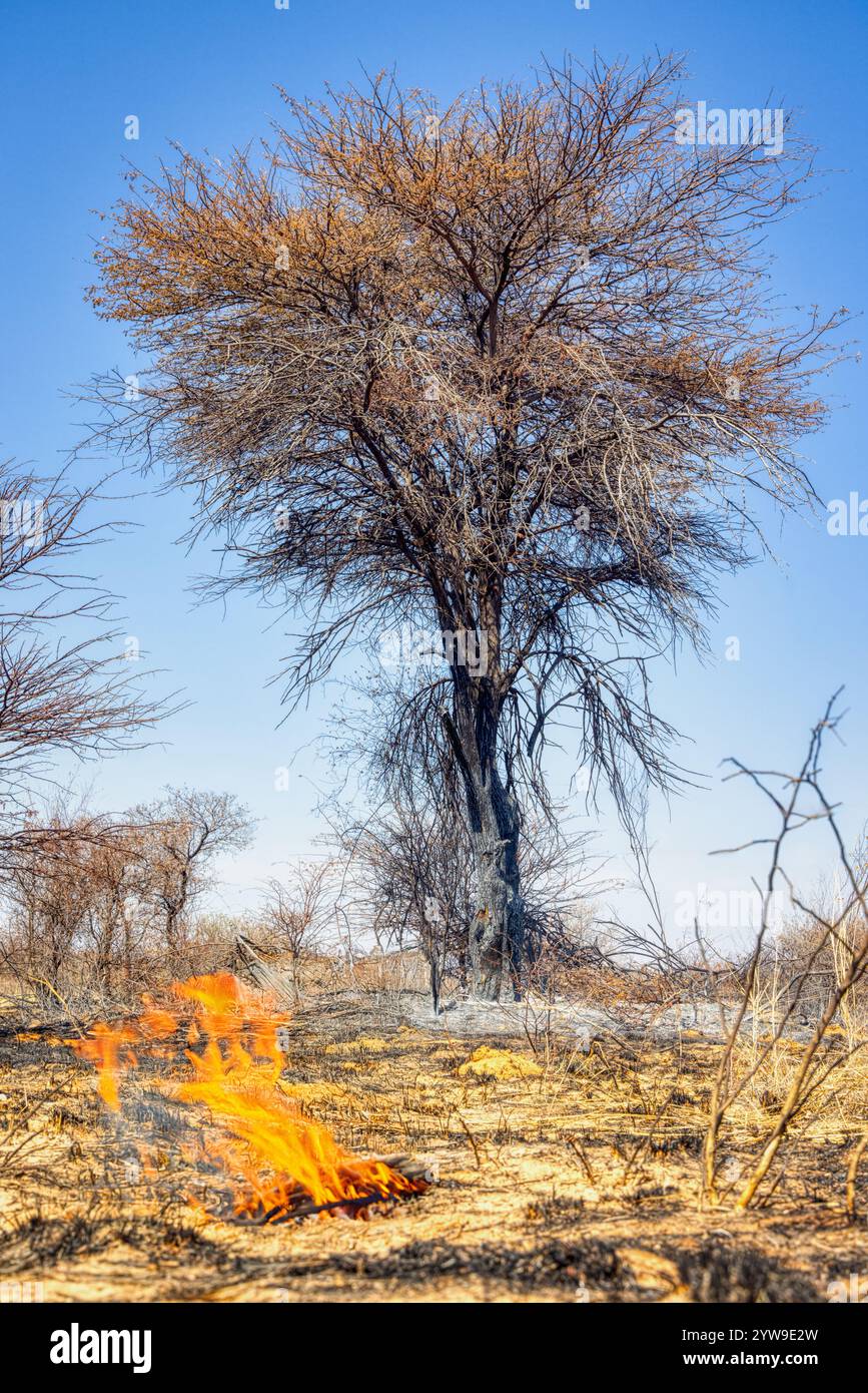 Entwaldung Umweltschäden Rodung Wald für Landwirtschaft, brennendes Land, Feuer, Flammen und Asche auf dem Boden, afrikanischer Busch mit Akazien, issu Stockfoto