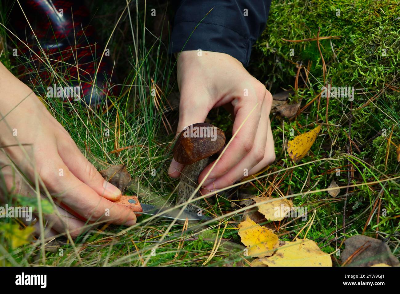 Pilze auf einer Lichtung im Herbstwald. Suche nach Pilzen im Wald. Pilzernte Stockfoto
