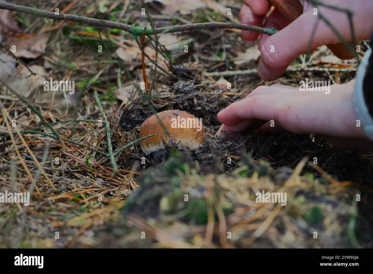 Pilze auf einer Lichtung im Herbstwald. Suche nach Pilzen im Wald. Pilzernte Stockfoto