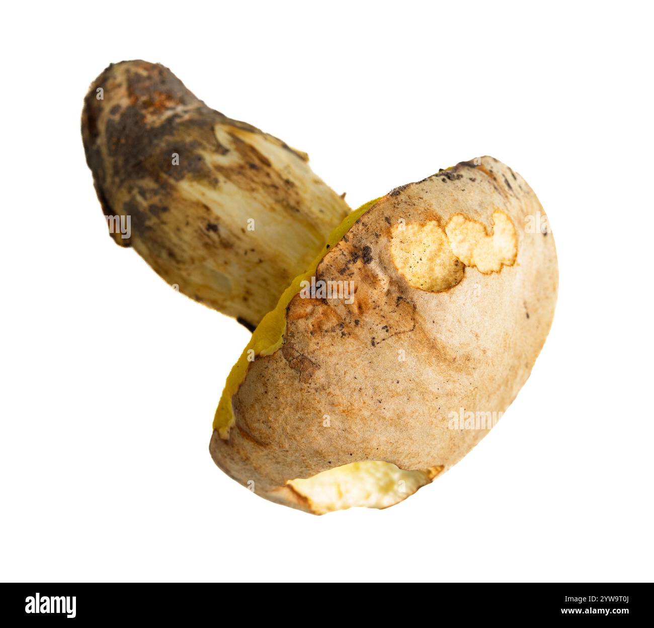 Frisch geernteter Pilz auf weißem Hintergrund. Stockfoto