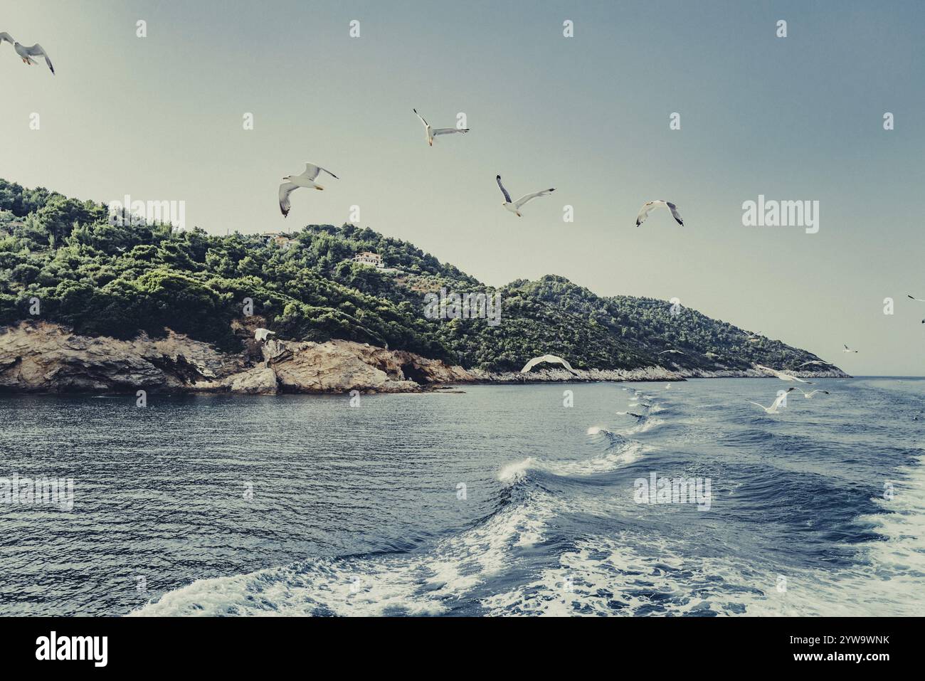 Möwen vor der Küste der griechischen Insel Skiathos, Griechenland, Europa Stockfoto