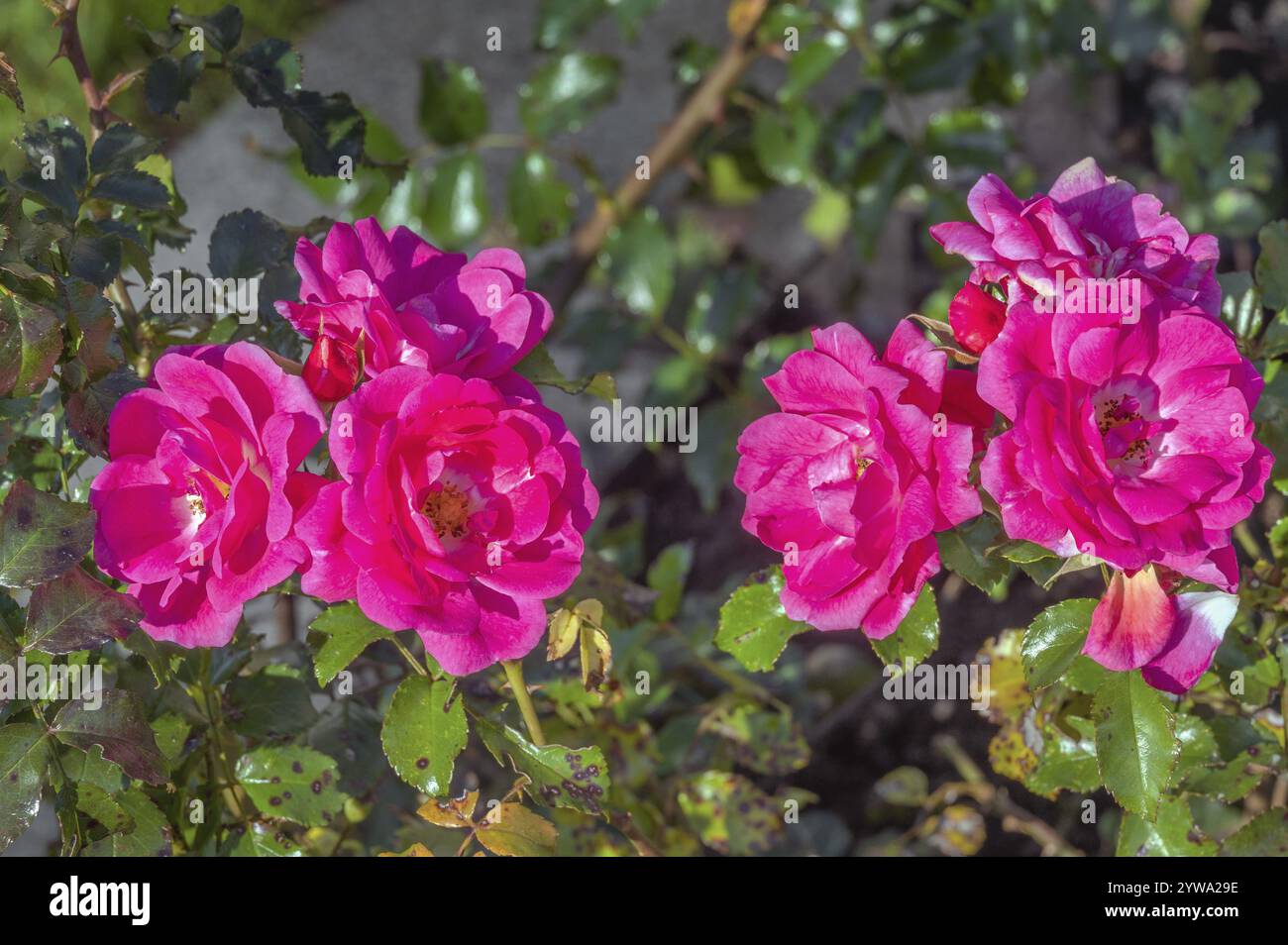 Rote Rosen (Rosa), Allgaeu, Bayern, Deutschland, Europa Stockfoto