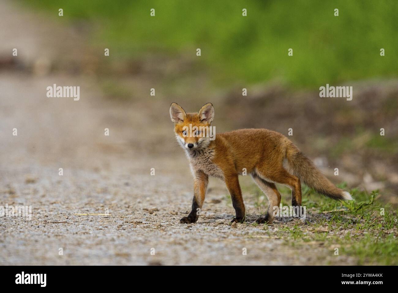 Fuchs (Vulpes vulpes) Welpe Deutschland Stockfoto