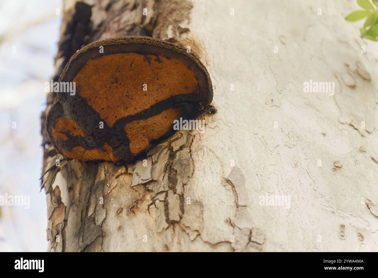 Unteransicht eines ganoderma lucidum-Pilzes auf einem Baumstamm Stockfoto