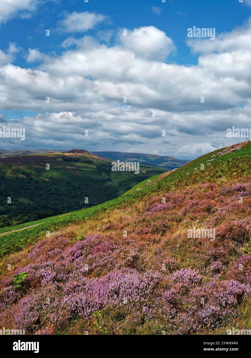 Großbritannien, Derbyshire, Peak District, Bamford Edge, Blick in Richtung Win Hill. Stockfoto