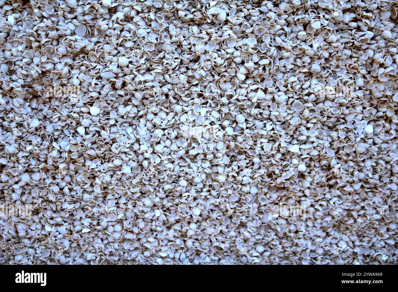 Boden bedeckt mit Muscheln am Hamelin Pool, Western Australia, Textur Hintergrund Stockfoto