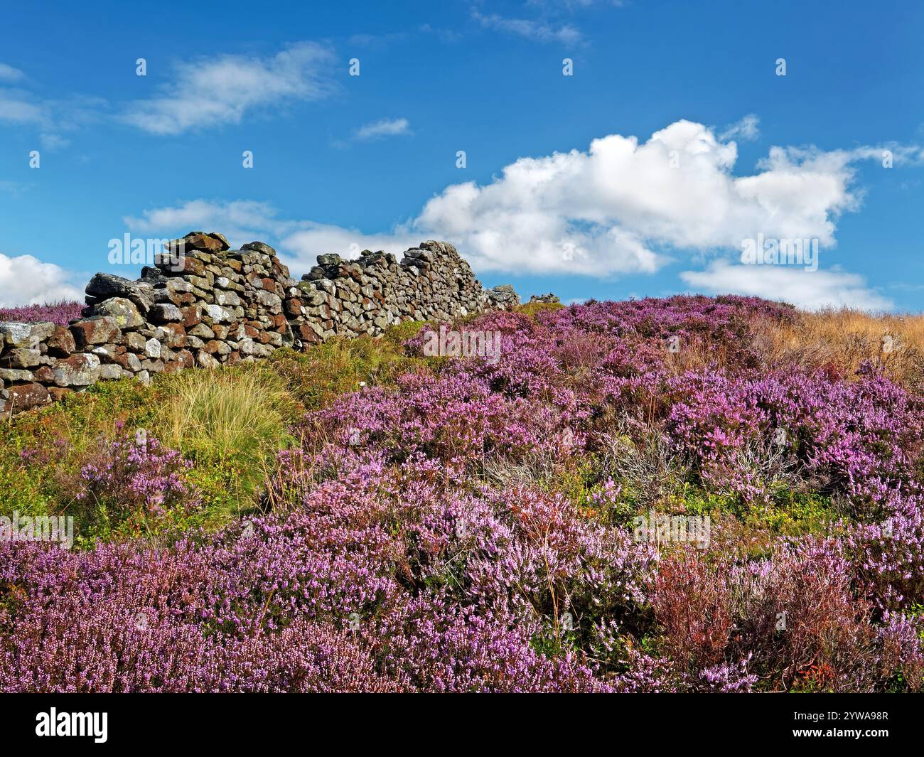 Großbritannien, Derbyshire, Peak District, Bamford Moor, Drystone Wall und Heather. Stockfoto