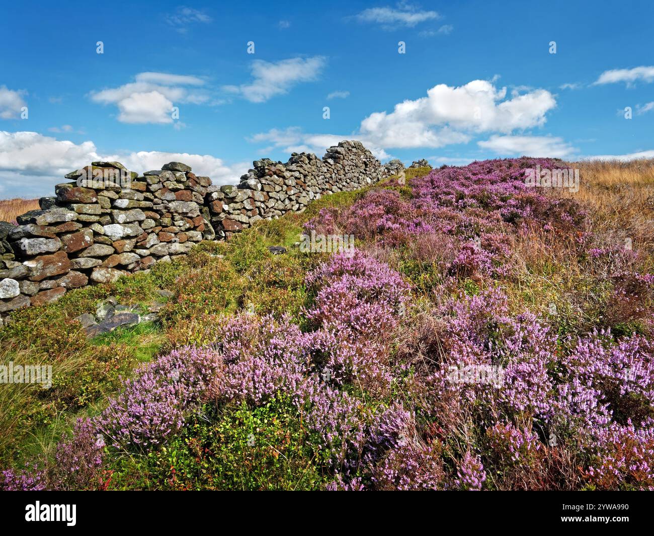 Großbritannien, Derbyshire, Peak District, Bamford Moor, Drystone Wall und Heather. Stockfoto